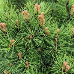 Pin noir nain (Pinus Nigra) Marie Bregeon. Le pot de 5 litres