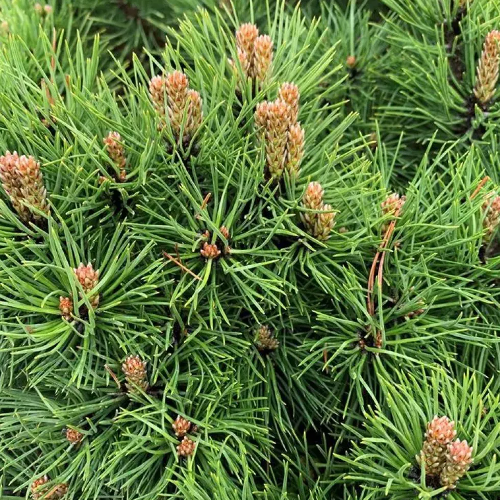 Pin noir nain (Pinus Nigra) Marie Bregeon. Le pot de 5 litres