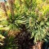 Pinus Mugo Winter Gold (Pin de montagne) en pot de 5 L jaune