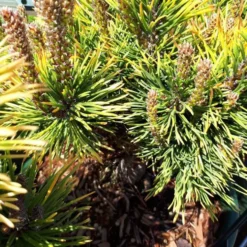 Pinus Mugo Winter Gold (Pin de montagne) en pot de 5 L jaune