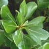 Pittosporum Tobira. Le pot de 7,5 litres