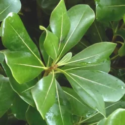 Pittosporum Tobira. Le pot de 7,5 litres