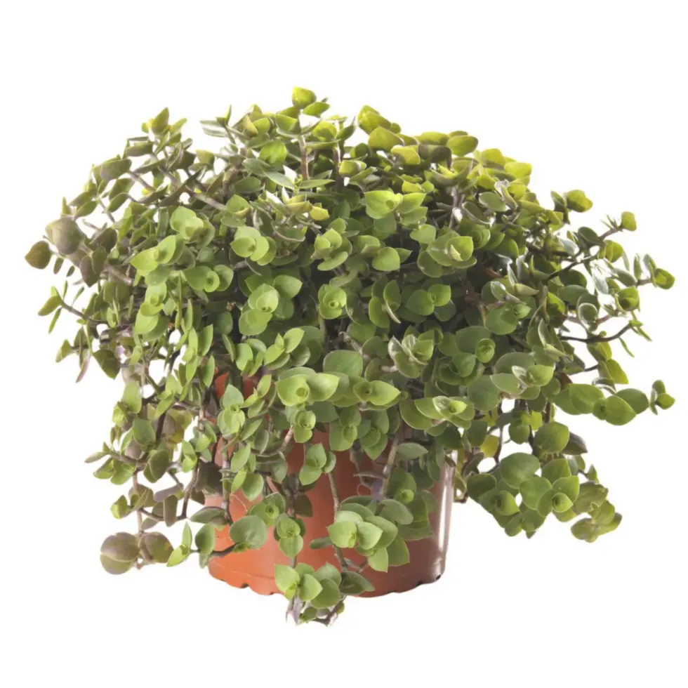 Plante Amie Des Animaux Callisia Bio. Le pot de diamètre 11 cm