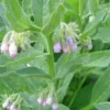 Plante Amie Du Jardinier Consoude Bio. Le pot de 10,5 cm