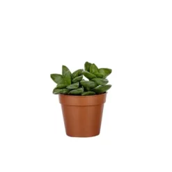 Plante grasse variée au choix sans cache-pot Ø 9cm