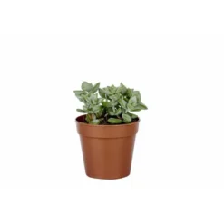 Plante grasse variée au choix sans cache-pot Ø 9cm