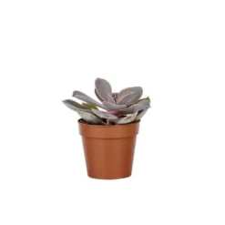 Plante grasse variée au choix sans cache-pot Ø 9cm