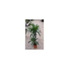 Plante verte draceana coloris vert - Ø 19 cm