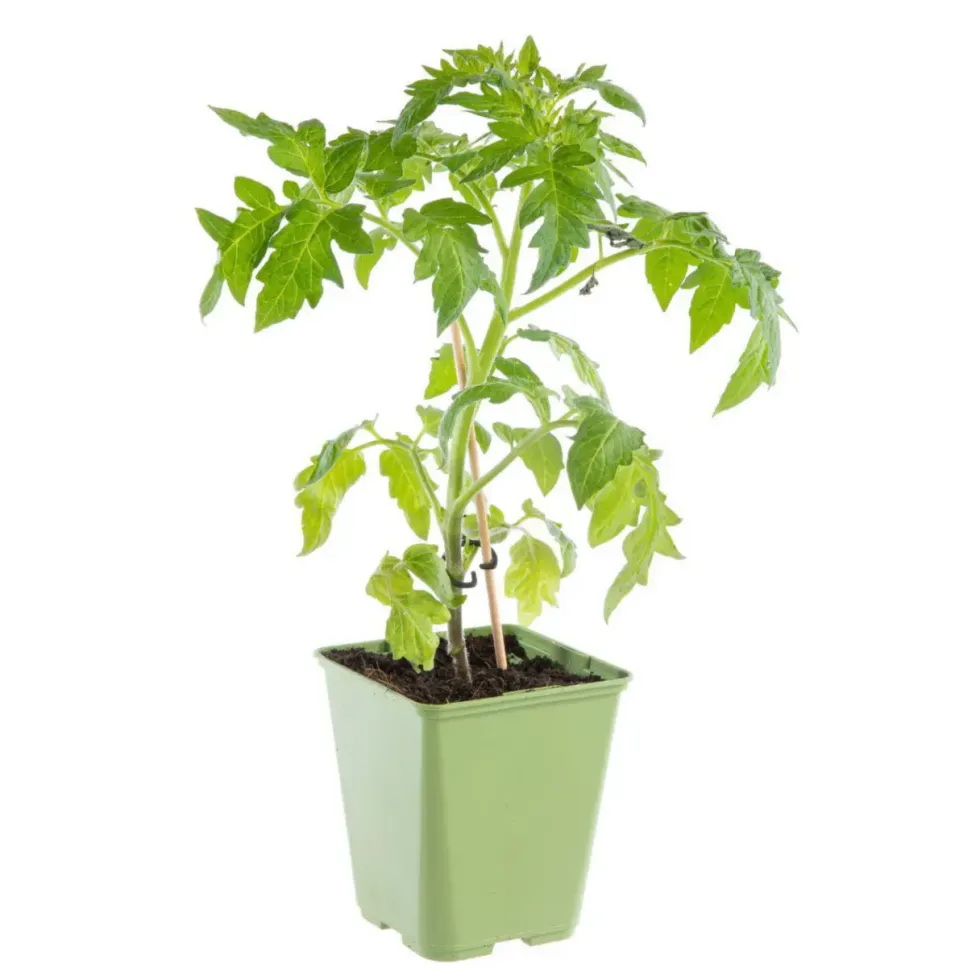 Plant Greffé De Tomate Coeur Cuor Die Bue Bio. Le pot de 9x9 cm
