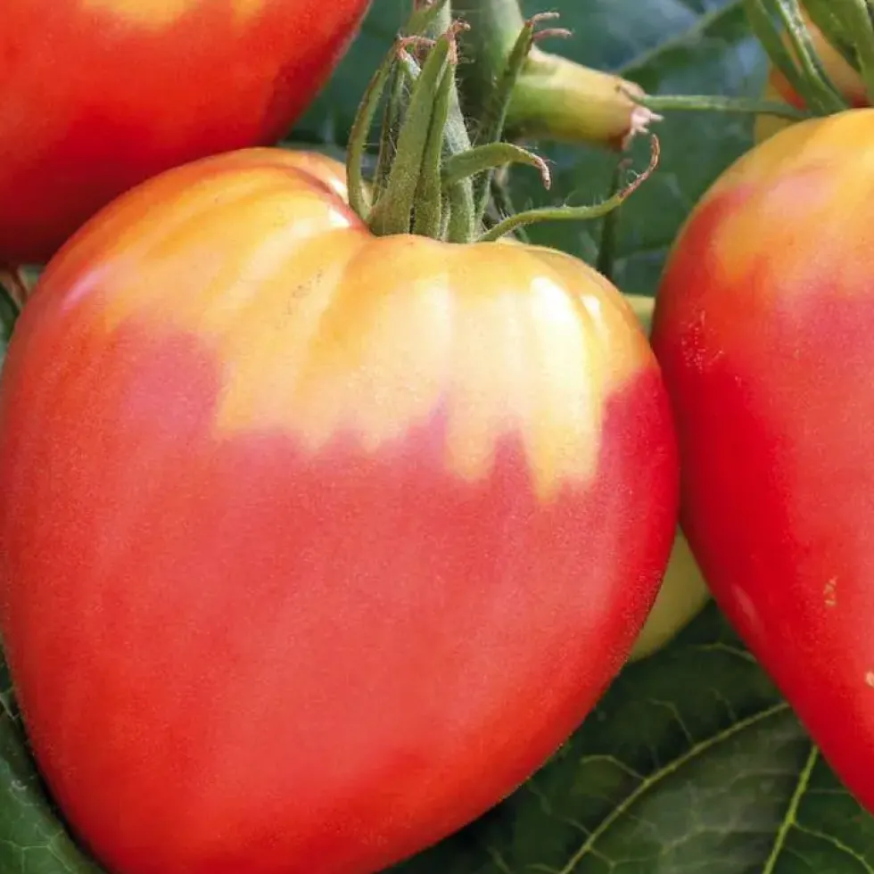 Plant Greffe Tomate Coeur Cuor Die Bue Bio. Le pot de 1 litre