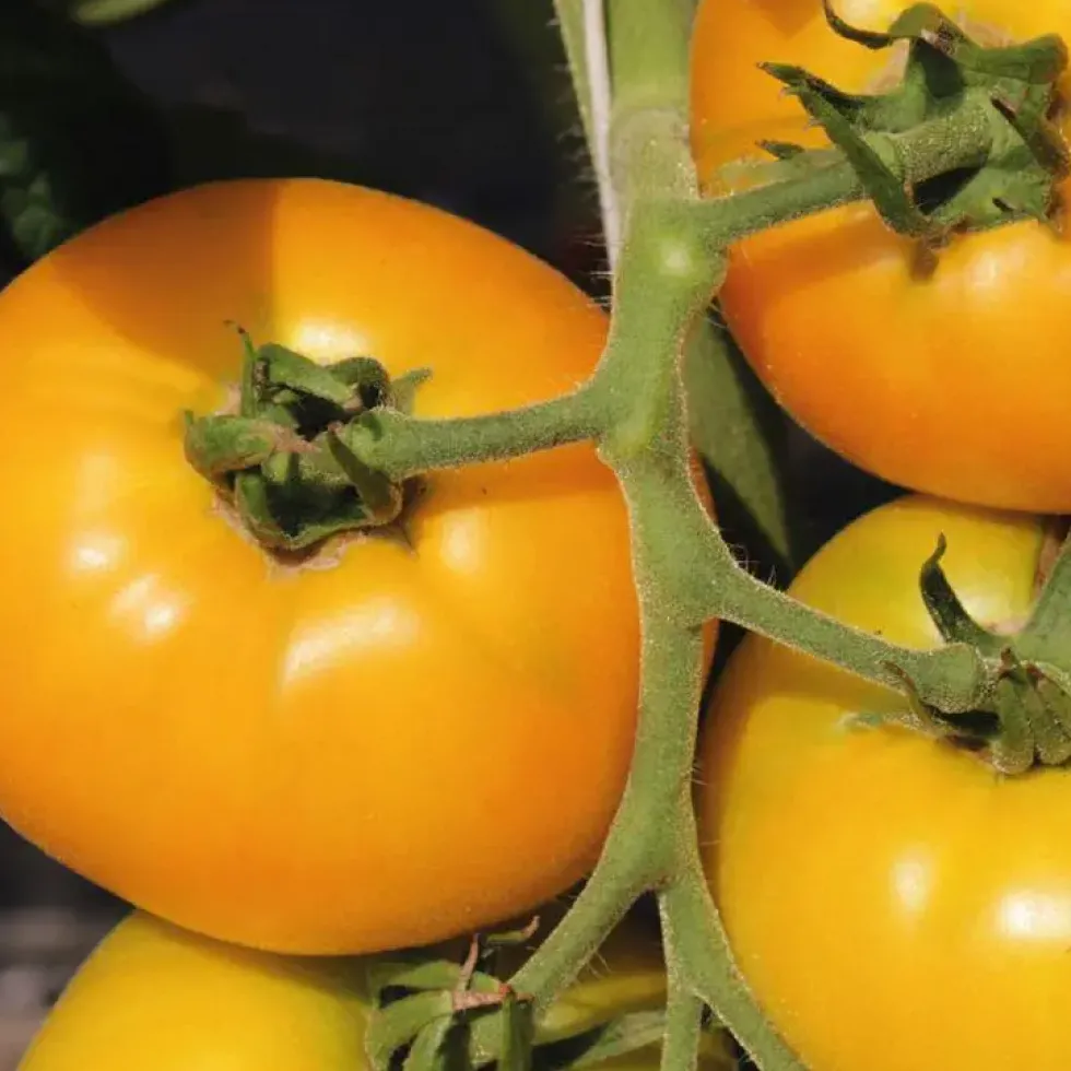 Plant Greffe Tomate Lemon Boy Bio. Le pot de 1 litre
