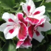 Pélargonium à grandes fleurs - Le pot de 1 litre