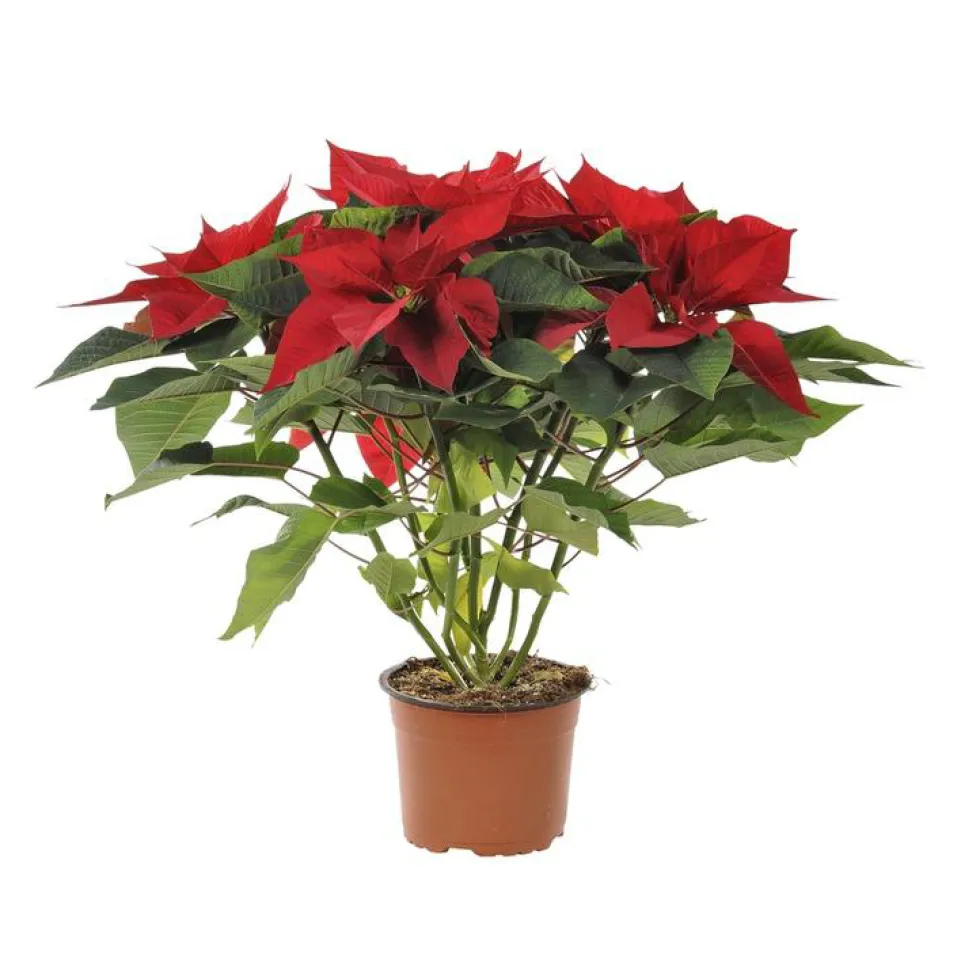 Poinsettia pailleté rouge en pot Ø 15 cm