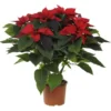 Poinsettia pailleté rouge en pot Ø 21 cm