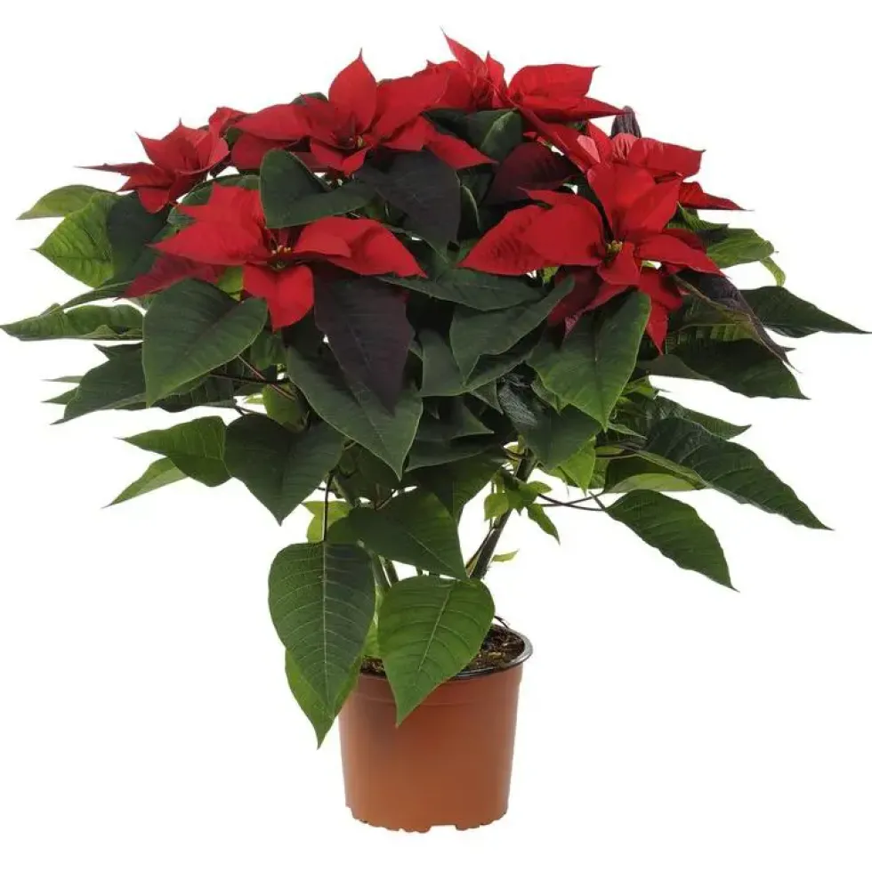 Poinsettia pailleté rouge en pot Ø 21 cm