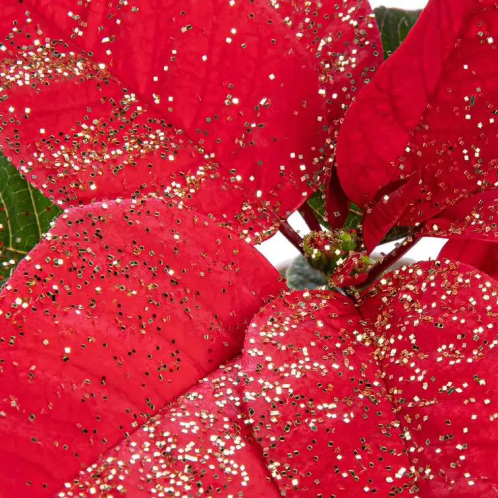 Poinsettia pailleté rouge en pot Ø 21 cm