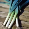 Poireau Bleu de Solaise. La botte de 50 plants