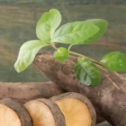 Poire De Terre Bio. Le pot de 1 litre