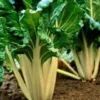 Poiree Verte A Cardes Blanches Bio. La barquette de 6 plants