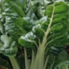 Poirée Verte Bérac Bio. La barquette de 3 plants