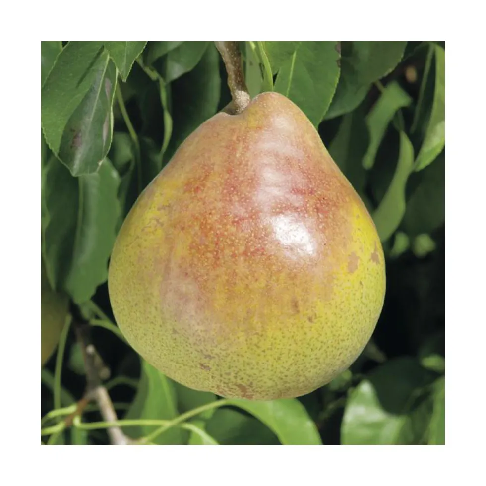 Poirier Delbardelice ® Delété. Le pot de 20 litres, forme palmette U double