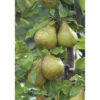 Poirier Delbard Gourmande ® Delsavor Bio. Le pot de 12 litres forme gobelet