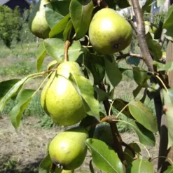 Poirier Duchesse D'Angouleme. Le pot de 10 litres forme gobelet