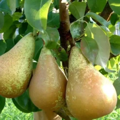 Poirier Nain Fruit Me® Pear Me Conference. Le pot de 4 litres