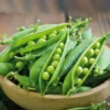 Pois Nain Karina Bio. Le pot de 10,5 cm