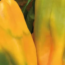 Poivron Petit Marseillais Bio. La barquette de 3 plants