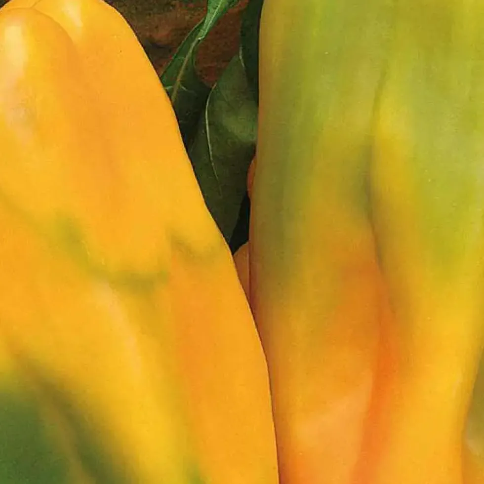 Poivron Petit Marseillais Bio. La barquette de 3 plants