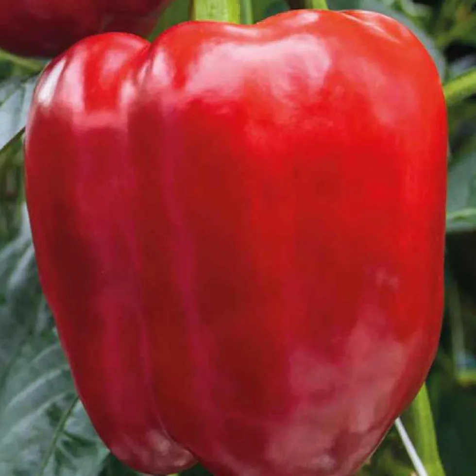 Poivron Rouge Predi Bio. La barquette de 3 plants