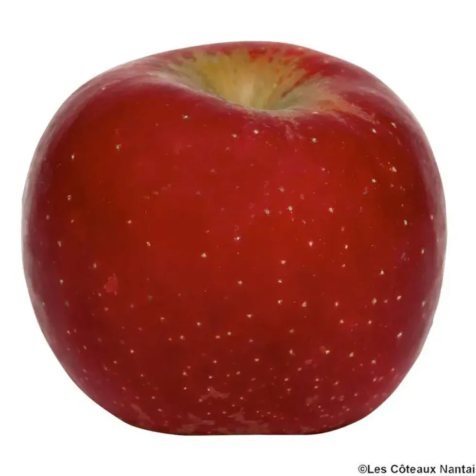 Pomme Early Red One bio de France - Prix au kg