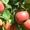 Pommier Ariane®. Le pot de 12 litres, forme gobelet