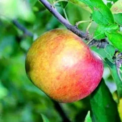Pommier Belle De Boskoop. Le pot de 10 litres forme gobelet