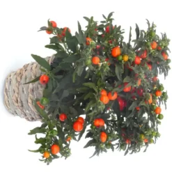 Pommier d'amour - Le panier déco