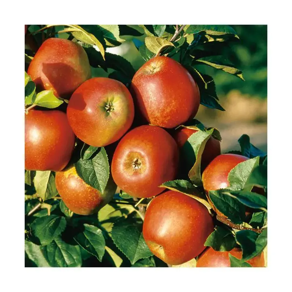 Pommier Delbard Jubile® Delgollune Bio. Le pot de 12 litres forme gobelet