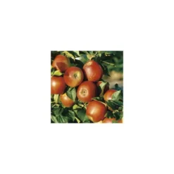 Pommier Delbard Jubile® Delgollune. Le pot de 12 litres, forme gobelet