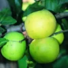Pommier Du Mans. Le pot de 10 litres forme gobelet