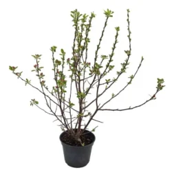 Pommier à fleurs (Malus Everest). Le pot de 5 litres