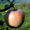 Pommier Fuji. Le pot de 15 litres forme 1/2 tige