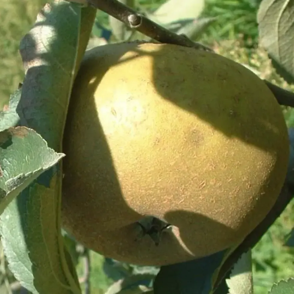 Pommier Grise Du Canada. Le pot de 10 litres forme gobelet