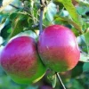 Pommier Melrose. Le pot de 12 litres, forme gobelet
