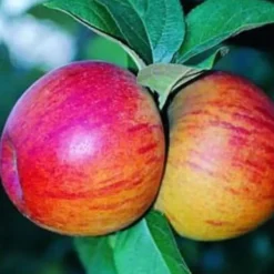 Pommier Reine Des Reinettes. Le pot de 10 litres forme gobelet