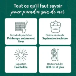 Pommier Reine Des Reinettes. Le pot de 12 litres, forme gobelet