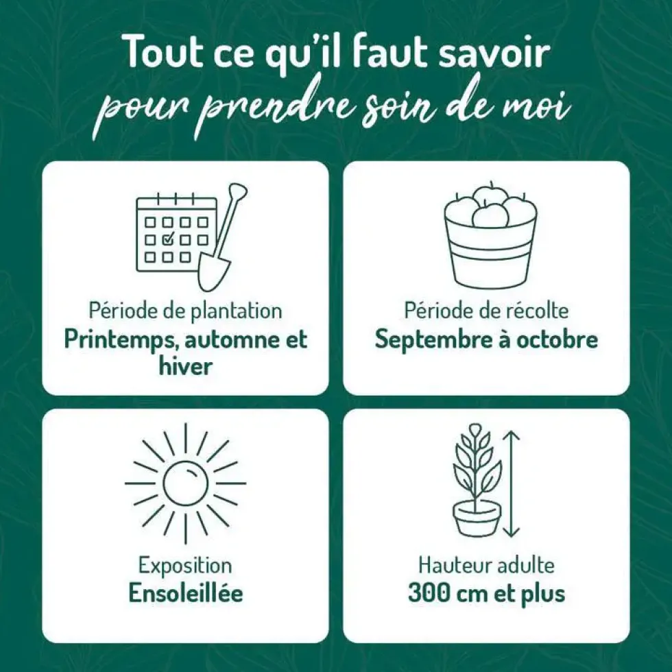 Pommier Royal Gala. Le pot de 12 litres, forme gobelet