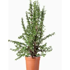 Portulacaria Afra en pot de 15 L vert