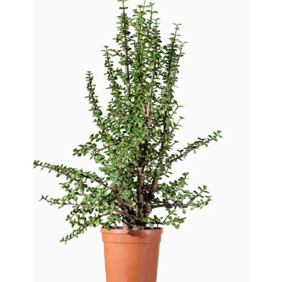 Portulacaria Afra en pot de 15 L vert