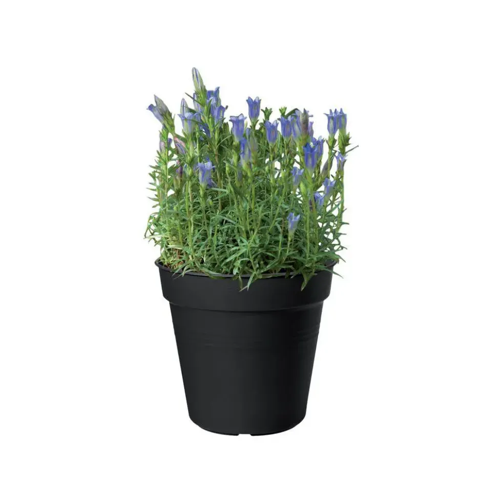 Pot 17cm Green Basics Elho noir