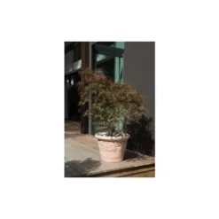Pot Cuvier raisin naturel H 48 x Ø 47 cm